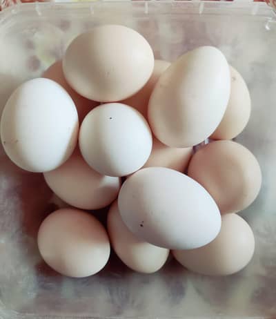 Pure Australorp fertile eggs. . . 03164149335 Whatsapp only