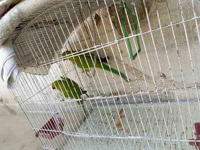 pair ha 1.5 year female ki age ha 1 year male ki ha