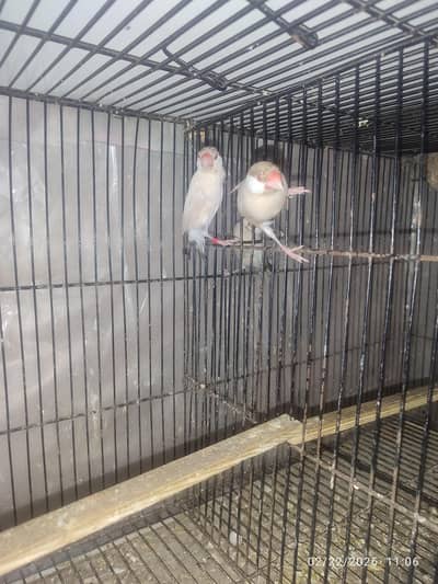 Bleeder Fawn Java pairs