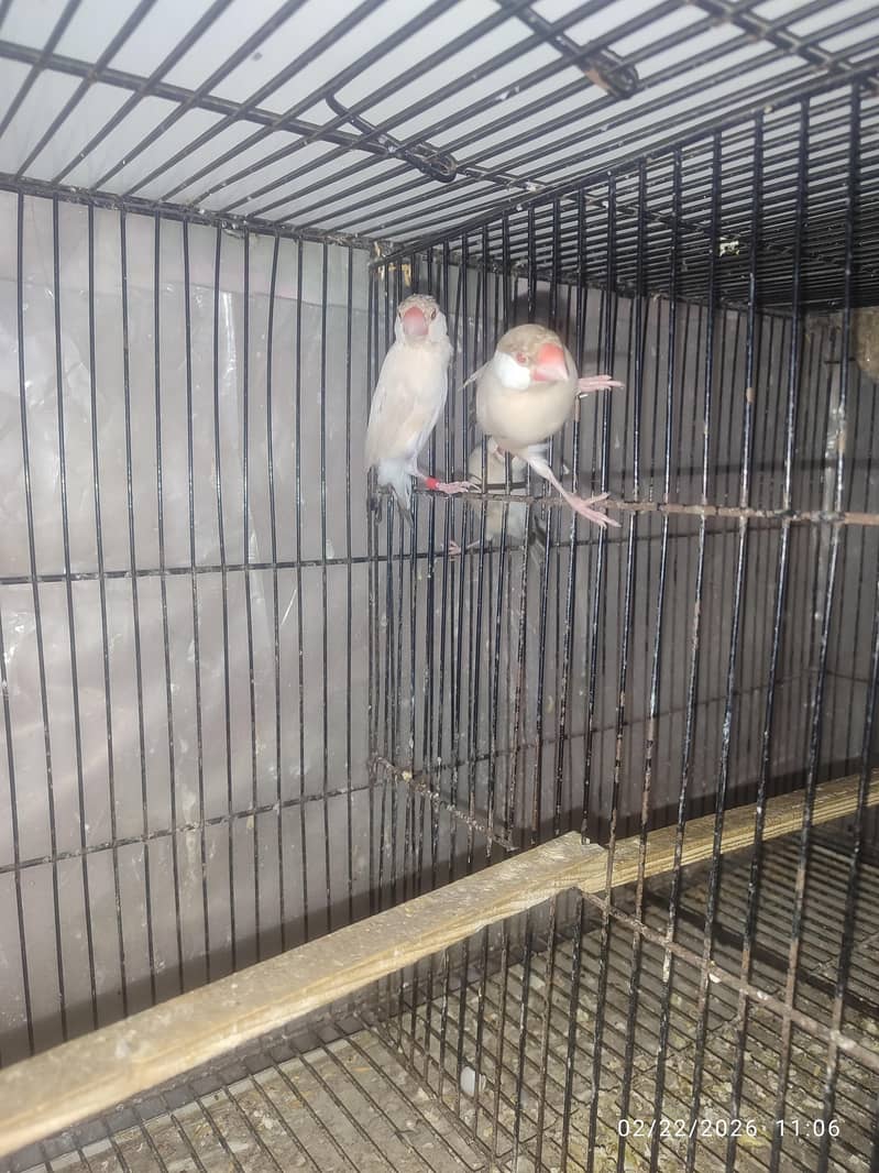 Bleeder Fawn Java pairs 0