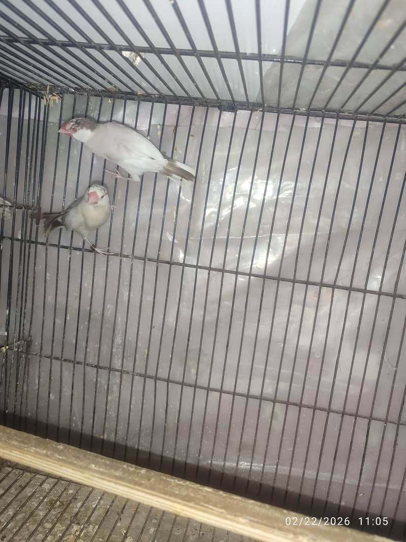 Bleeder Fawn Java pairs 1