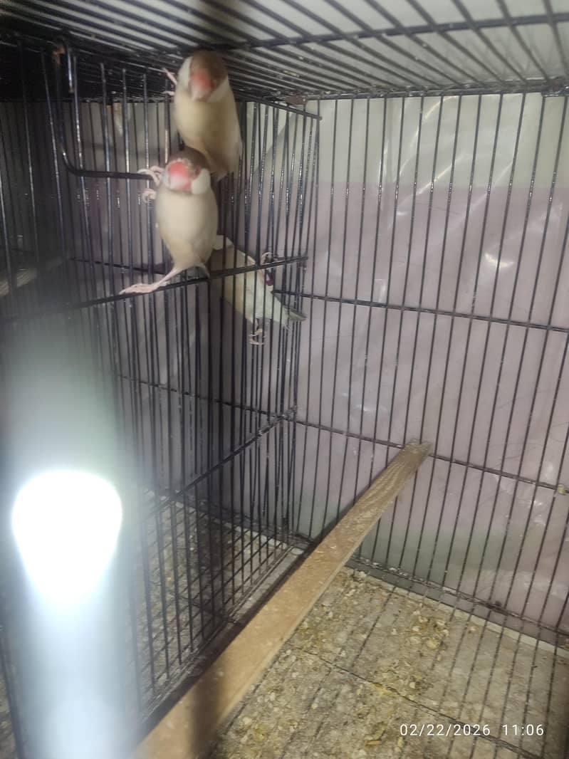 Bleeder Fawn Java pairs 2