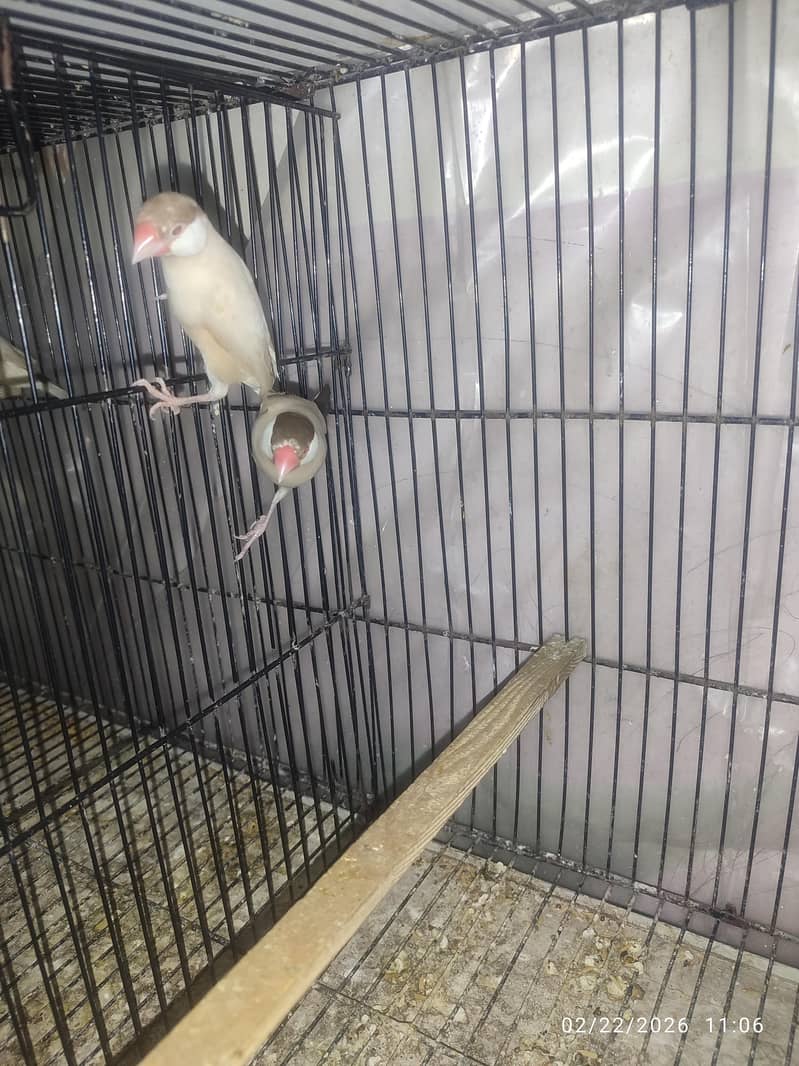 Bleeder Fawn Java pairs 3