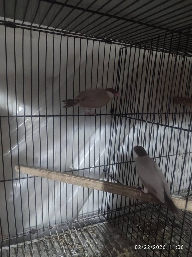 Bleeder Fawn Java pairs 4