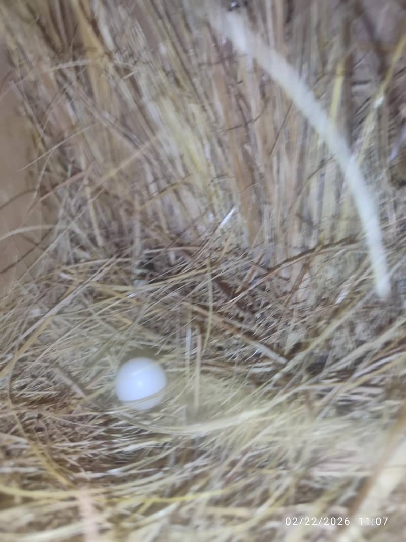 Bleeder Fawn Java pairs 5