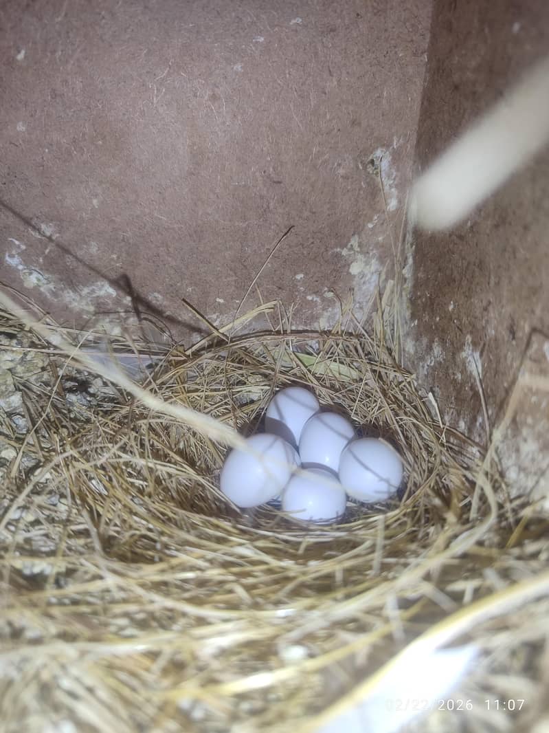 Bleeder Fawn Java pairs 6