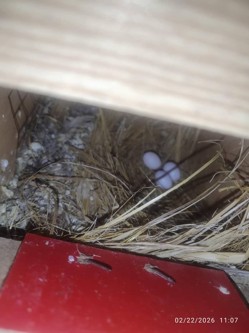 Bleeder Fawn Java pairs 7