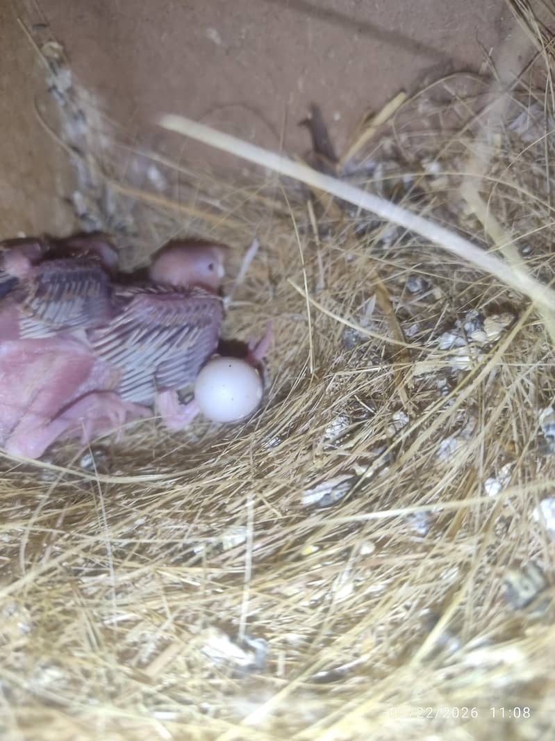 Bleeder Fawn Java pairs 8