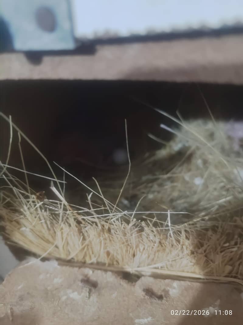 Bleeder Fawn Java pairs 9