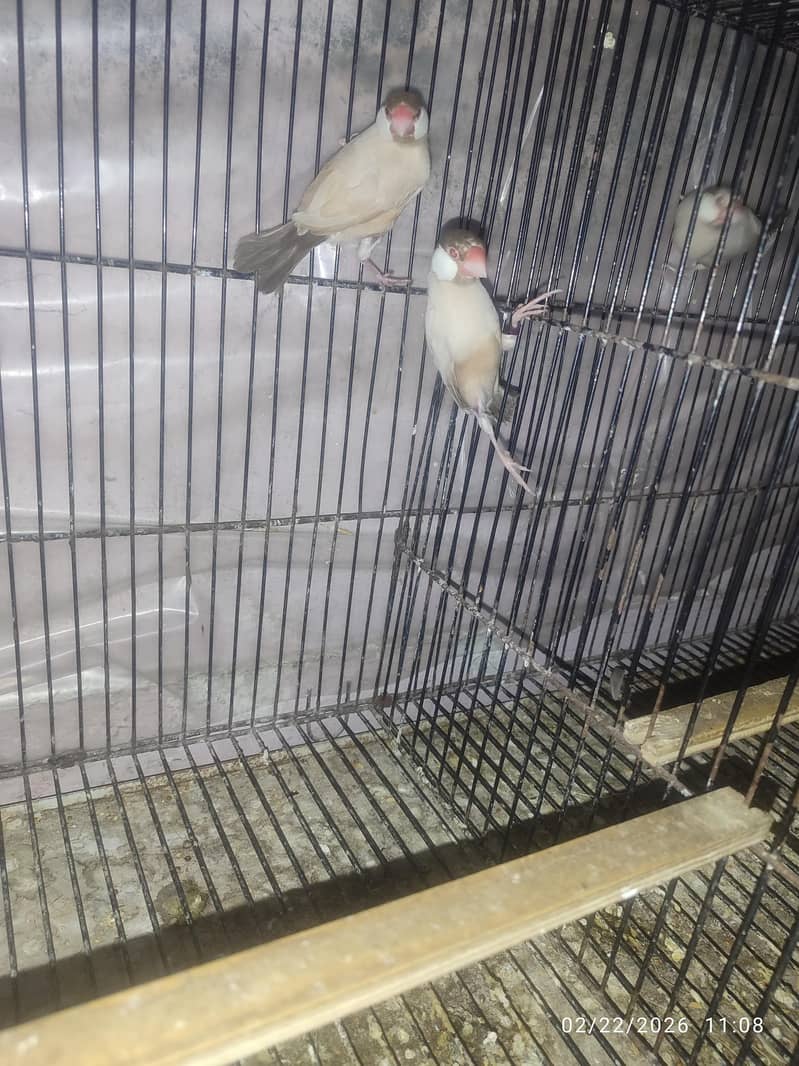 Bleeder Fawn Java pairs 10