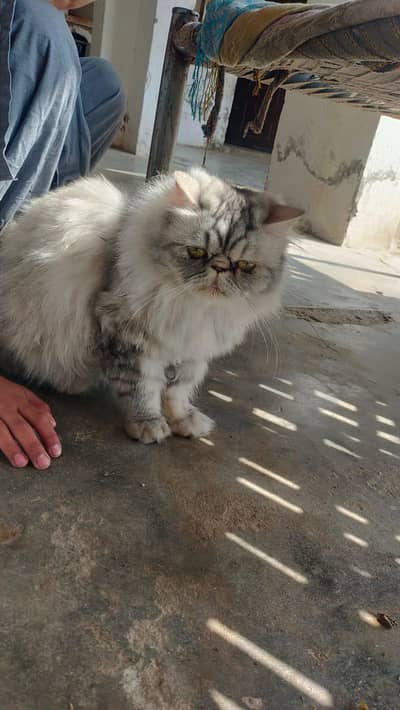 beautiful cats pair for sale