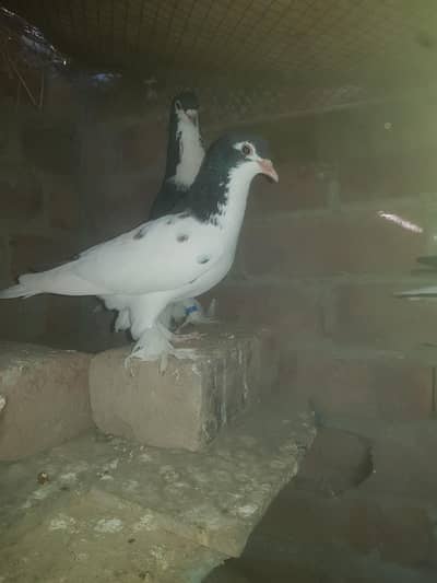 100% broader pair black sherazi