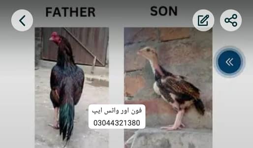 aseel chicks| lasani madi|jawa aseel murgha |only for sale in lahore