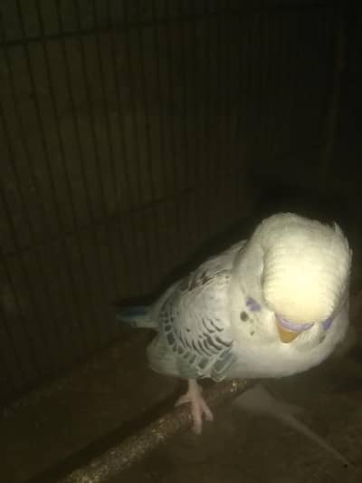 ustailion tcb bards fast bredar pathy 03122842737