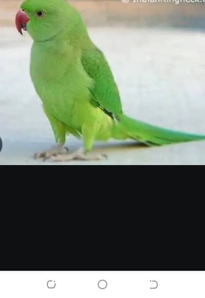 ring neck talking birds mael