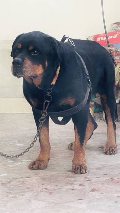 High quality imported breed