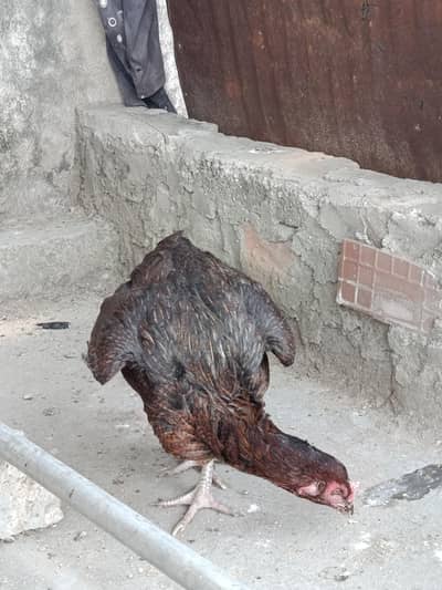 Roster and Hen for sale