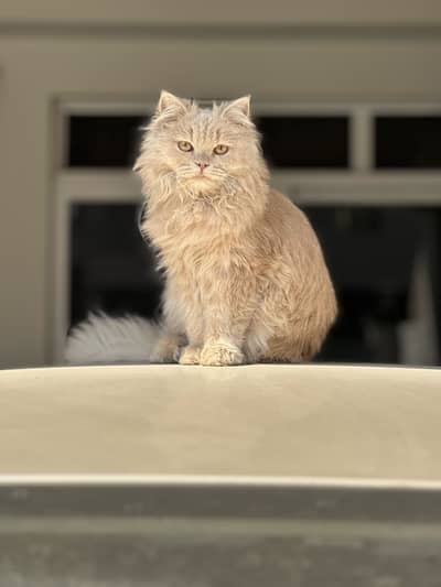 Female cat for sale 10months age fully vaccinated