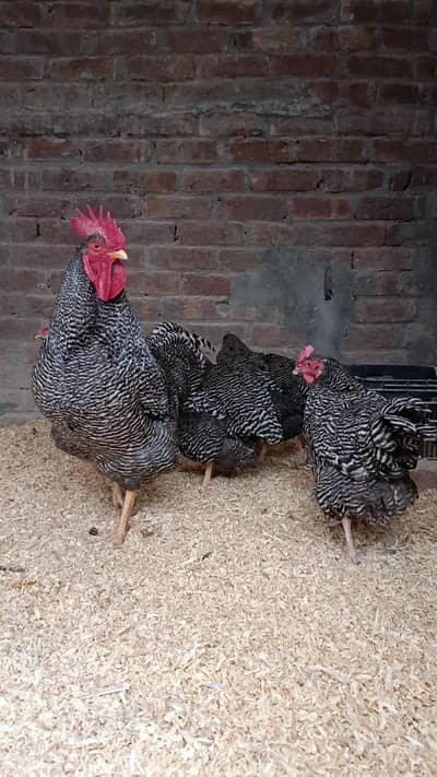 Plymouth Rock 1 mail 2 Female for sale