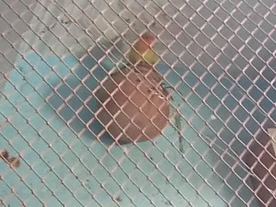 java bird, fisher, ludiyano,,blue basnata