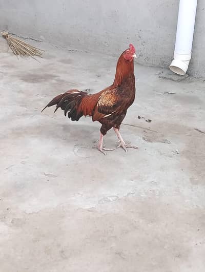 aseel murgha for sale