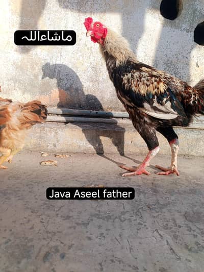 Birds+Fertile eggs for sale |Aseel Mianwali | Golden misri/Desi