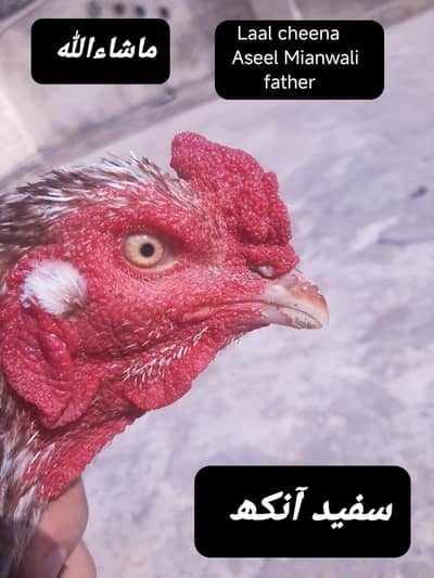 Aseel Birds+Fertile eggs for sale | golden misri