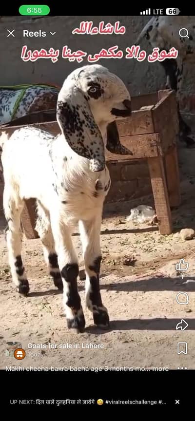 makhi cheena bacha age 3 months