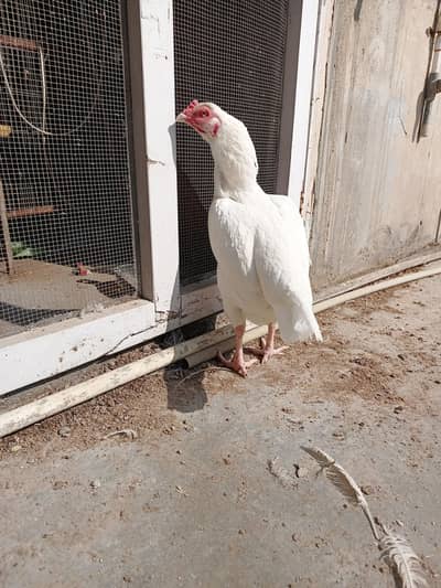 pure heera aseel madi