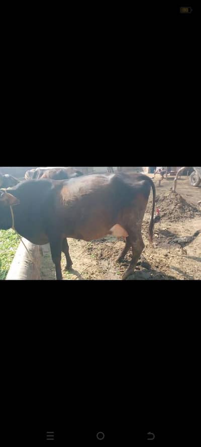 cow for sale pkr 500000