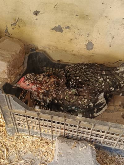 Kurk Pure Aseel Murgi