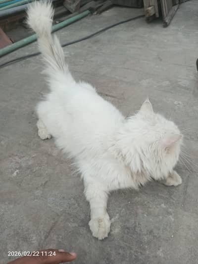 Persian cat