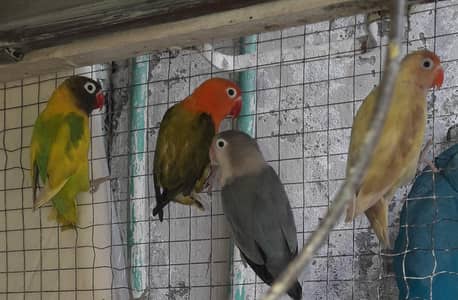 02 Pair Breeder Very Beautiful color Lovebirds