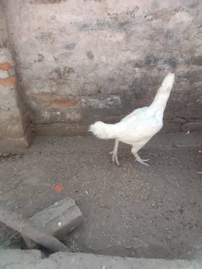 Heera female for sale Whatsapp number 03265087895