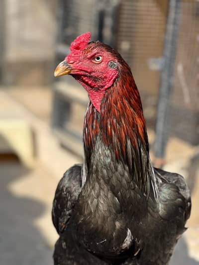 long hight mushka lakha