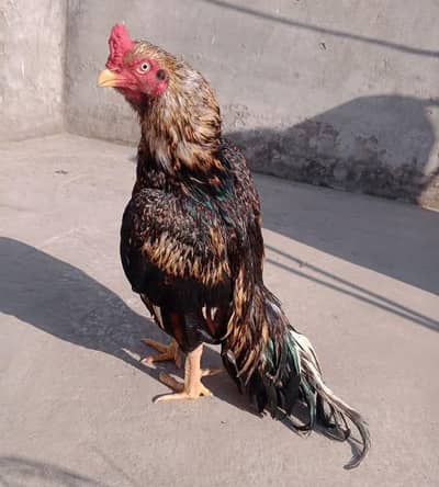 Mirthi Bird High quality 0315/520/2336