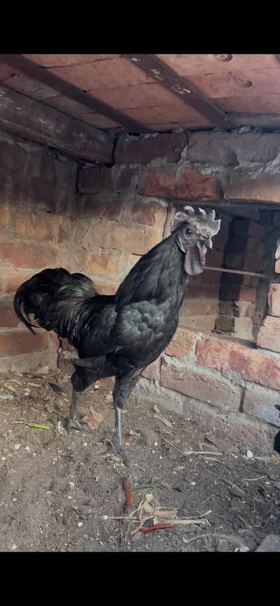 ayam cemani pair gray tung's