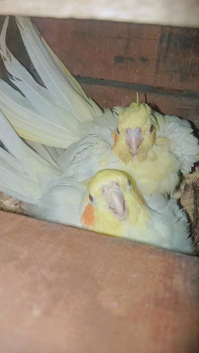 cocktail breeder pair with eggs for sale 03029798991