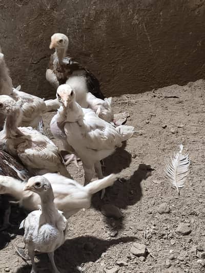 White Heera and mainwale aseel chick for sale healthy and active
