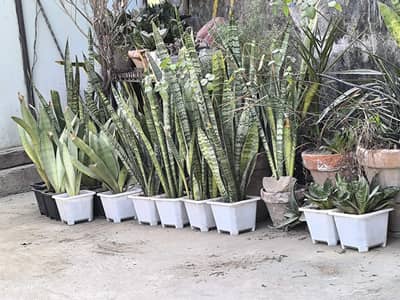 Sanke Plants