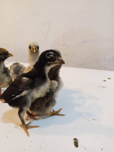 Aseel chicks high quality