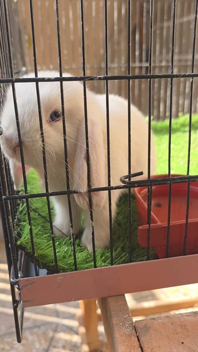 holland lop bunnies pair blue eyes
