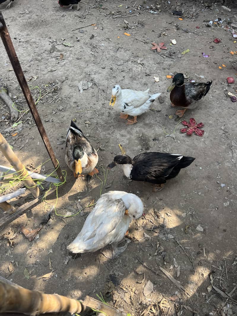 Ducks 1