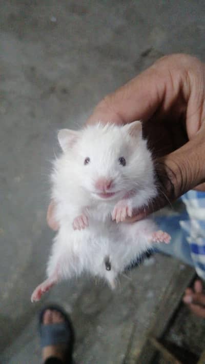 Hamsters High Quality Available