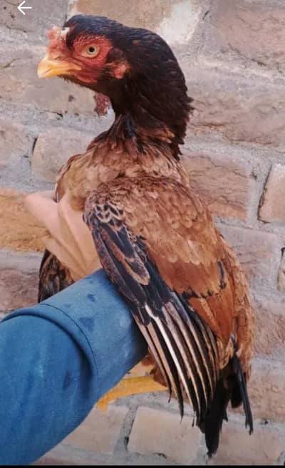 Amrohi Breeder  Madi  exchange possible 0315/5202336