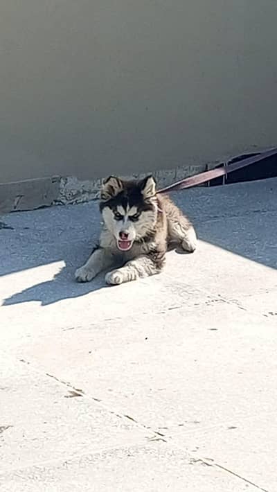 Siberian Husky Female For Urgent Sale