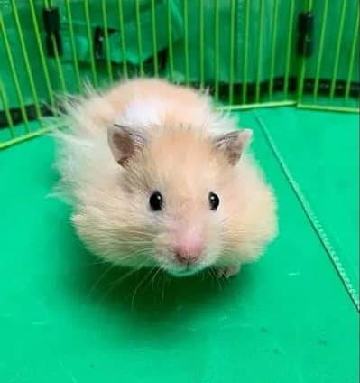 Hamsters High Quality Available