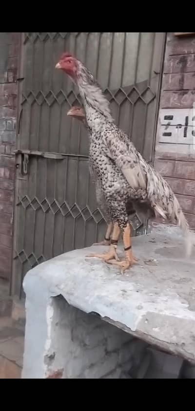 shamo aseel chicks white,coco ,and black