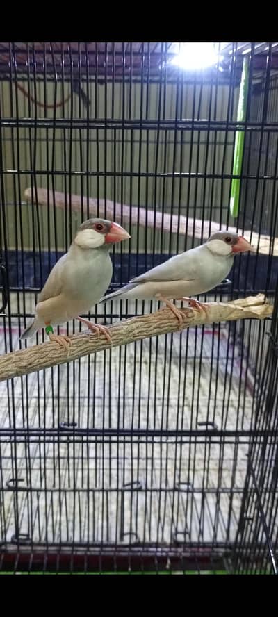 fawn white silver java