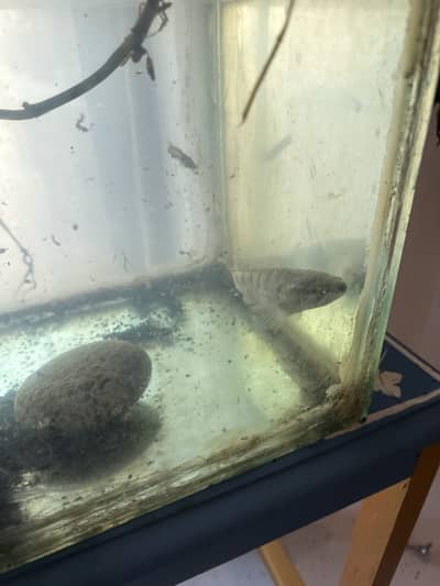 Fish with aquarium available 2000